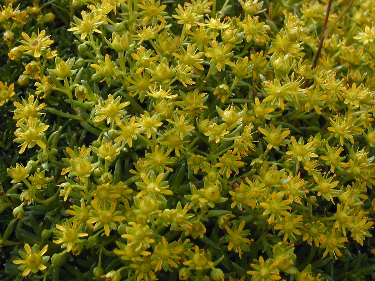 Saxifraga aizoides